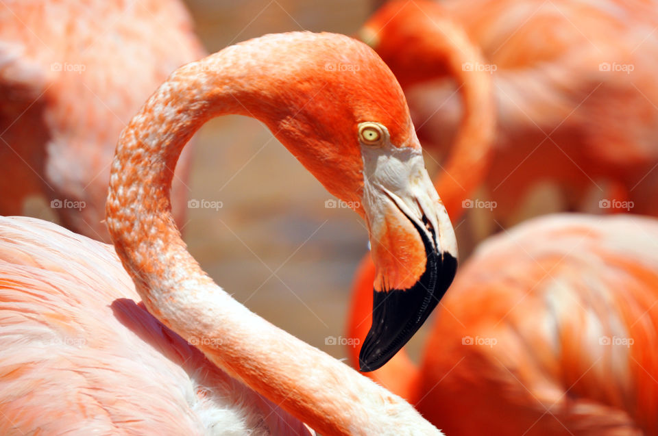 Close-up of a flock of pink flamingos.