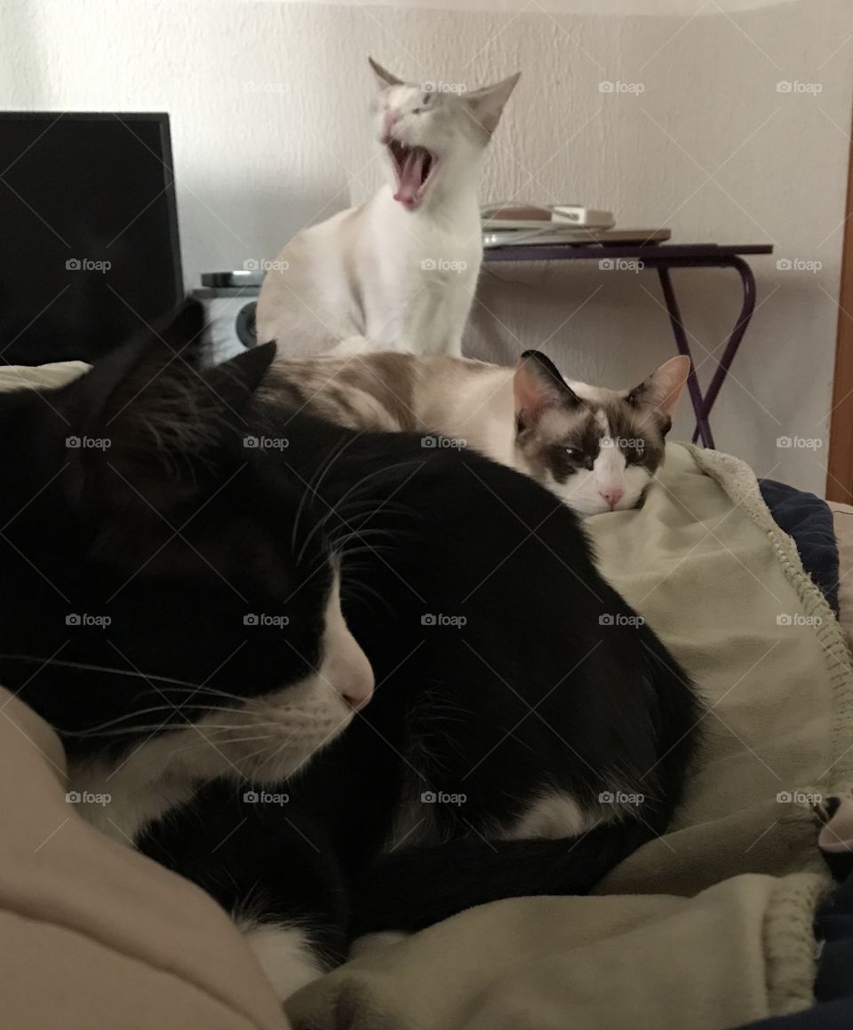 Two cats and one yawn