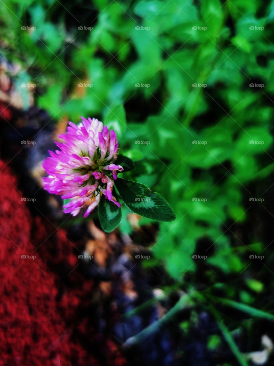 Russia nature view eco focus day part sun sunny travel Light reys trip tree form plant shades shape beauty greens outdoor freedom happy sky clouds moody fog foggy milky travel wild forest field heaven skyline horizont blue sky flowers