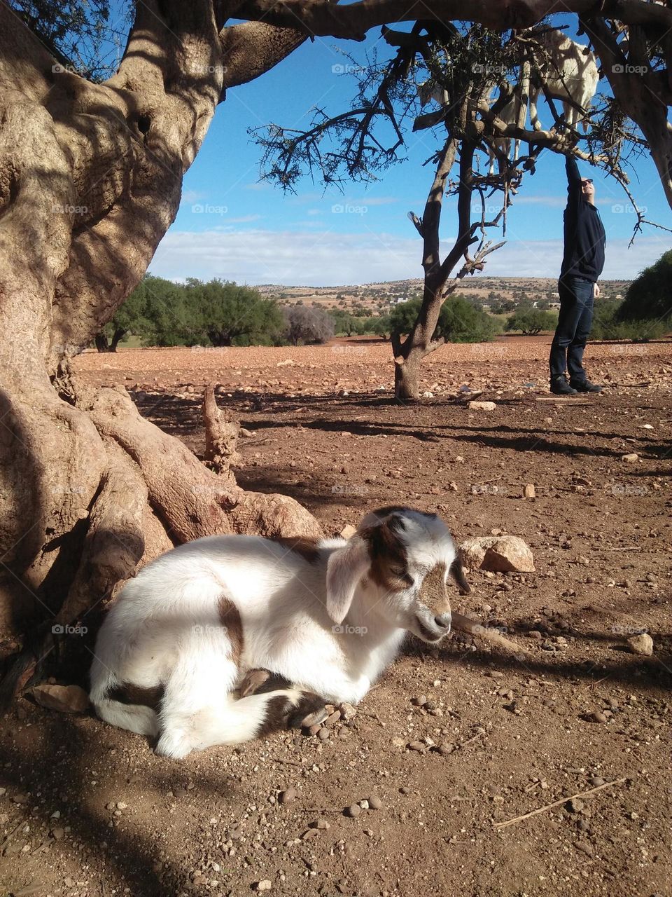 Beautiful lamb near an Argania spinosa tree at essaouira in Morocco.