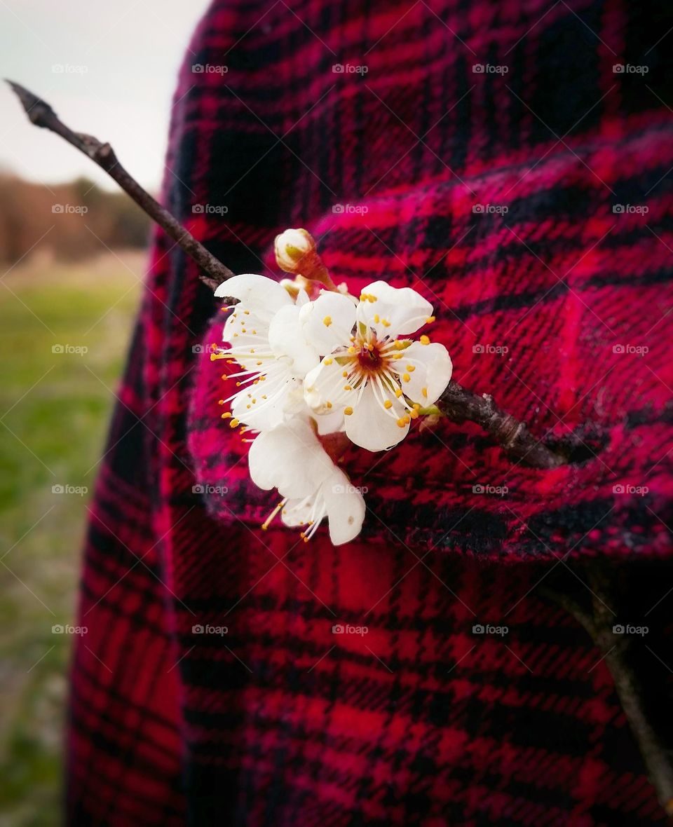 Mexican Plum Blossom in a Magenta colored flannel shirt outside in early Spring