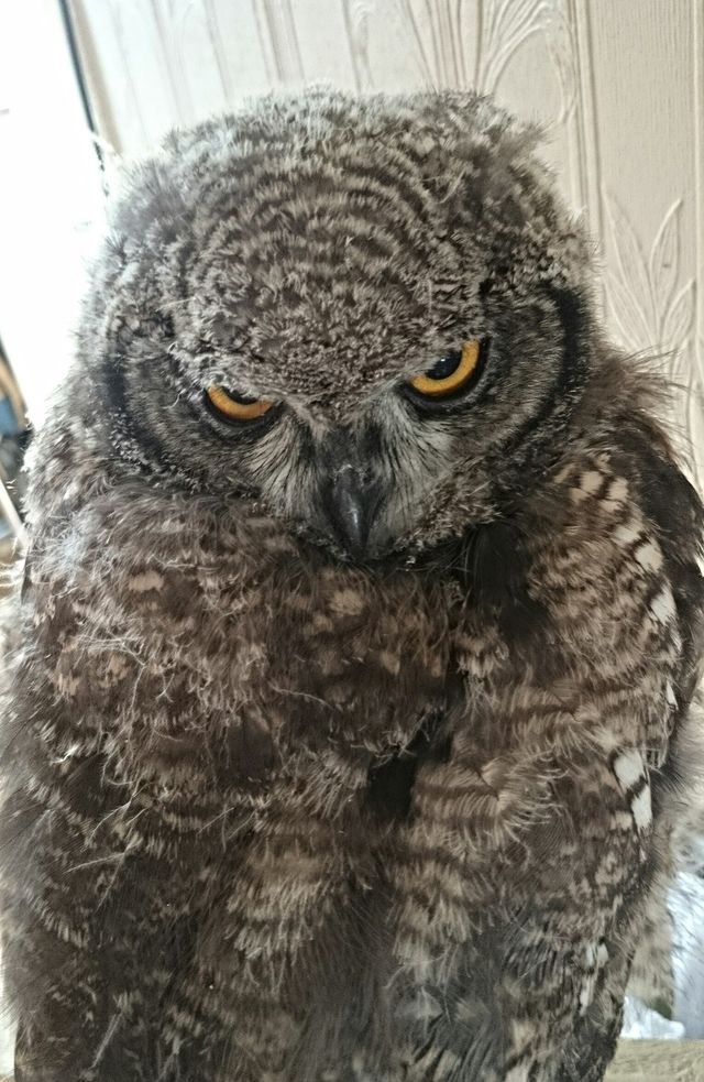 owl