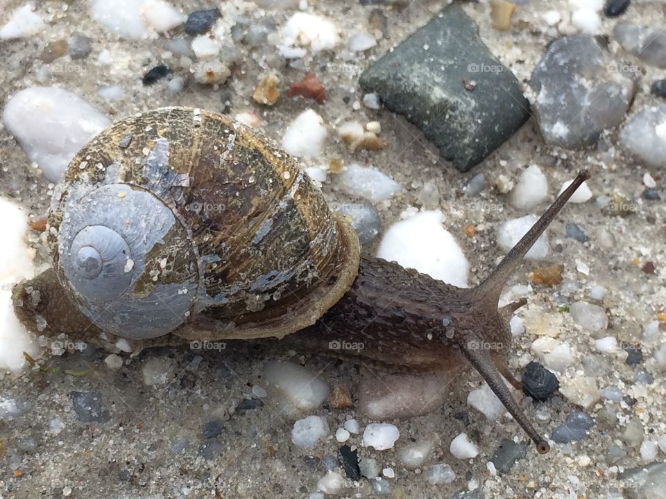 Snail on his way