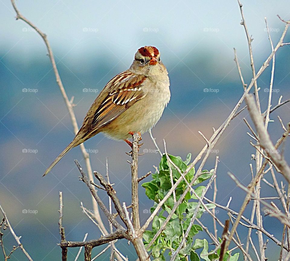 Bird- White Crowned Sparrow