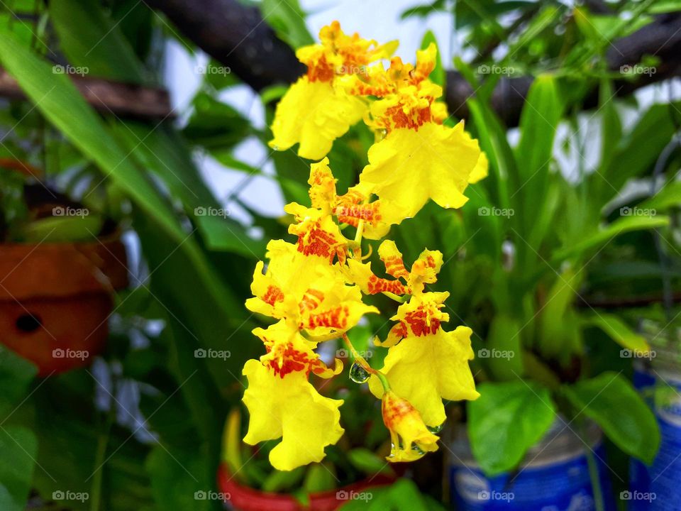 lovelyyellow inflorescence nature collection