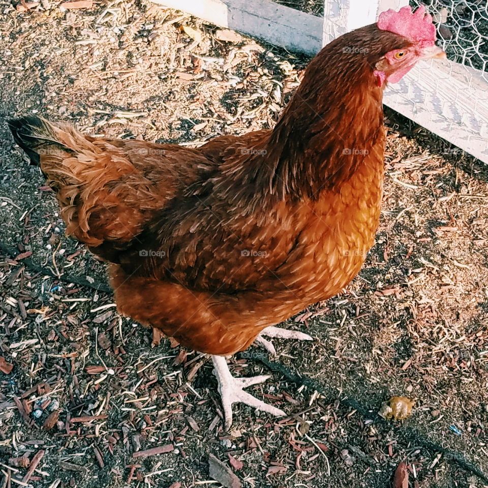 Bird, Poultry, Hen, Nature, Farm