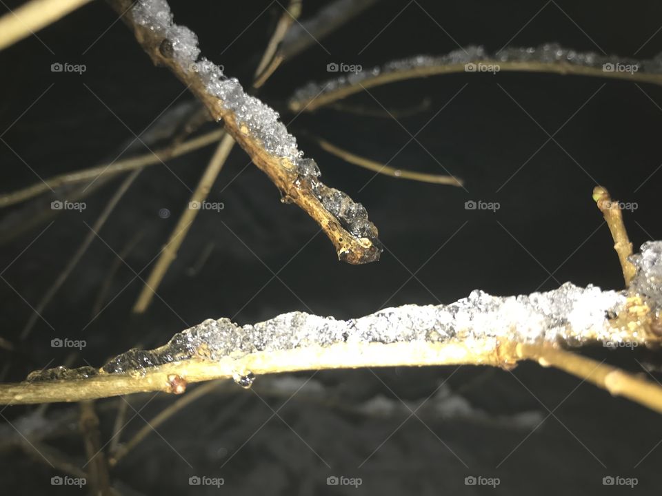 Brown sticks with ice on top in the woods in the winter. 