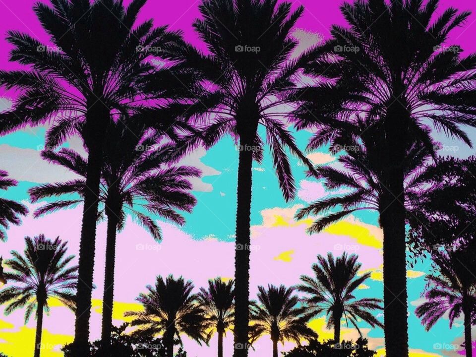 Colorful sky and palms. Colorful Palm trees and sky