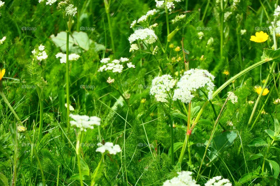 beautiful in Nature