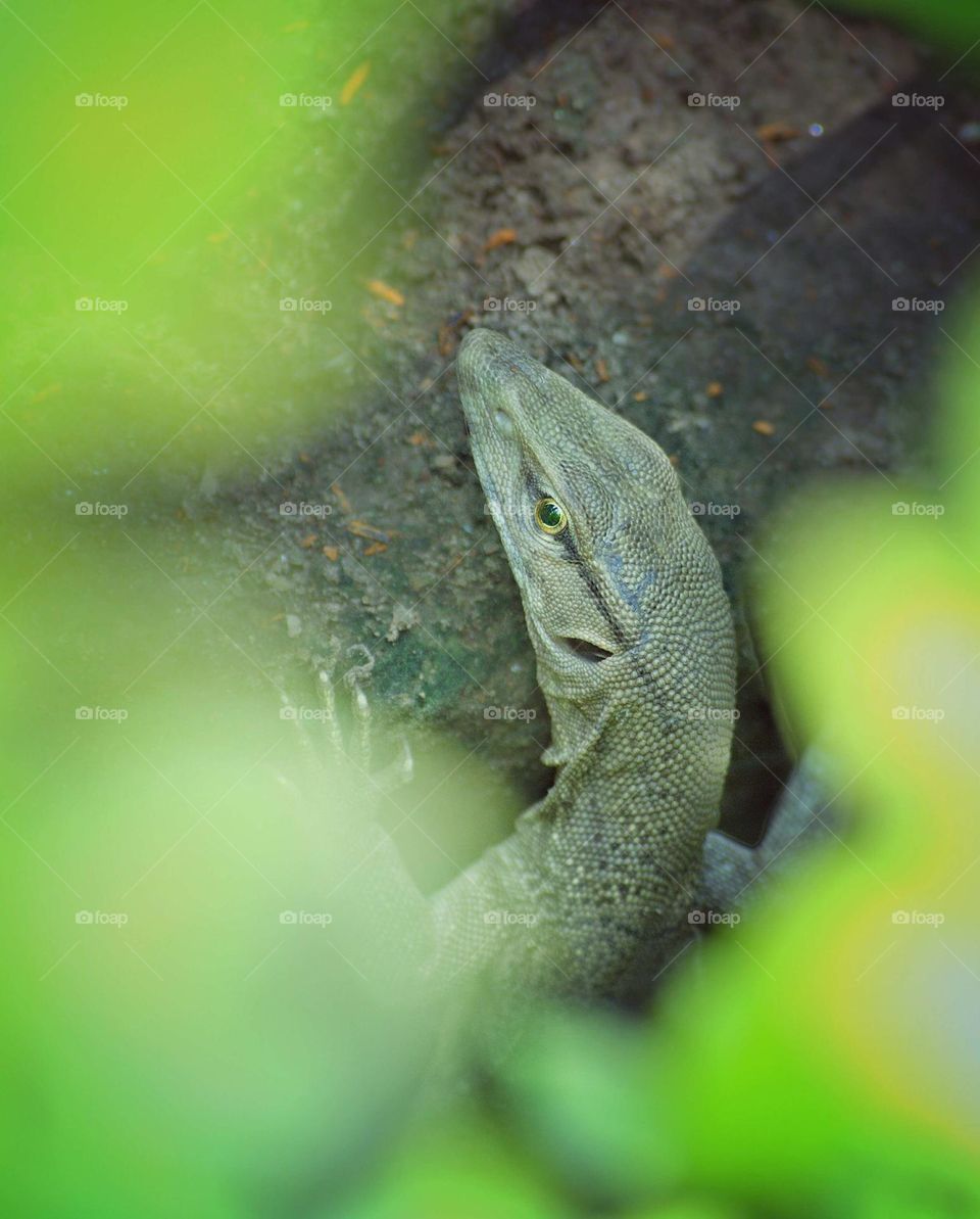 monitor lizard on a rock behind branches.