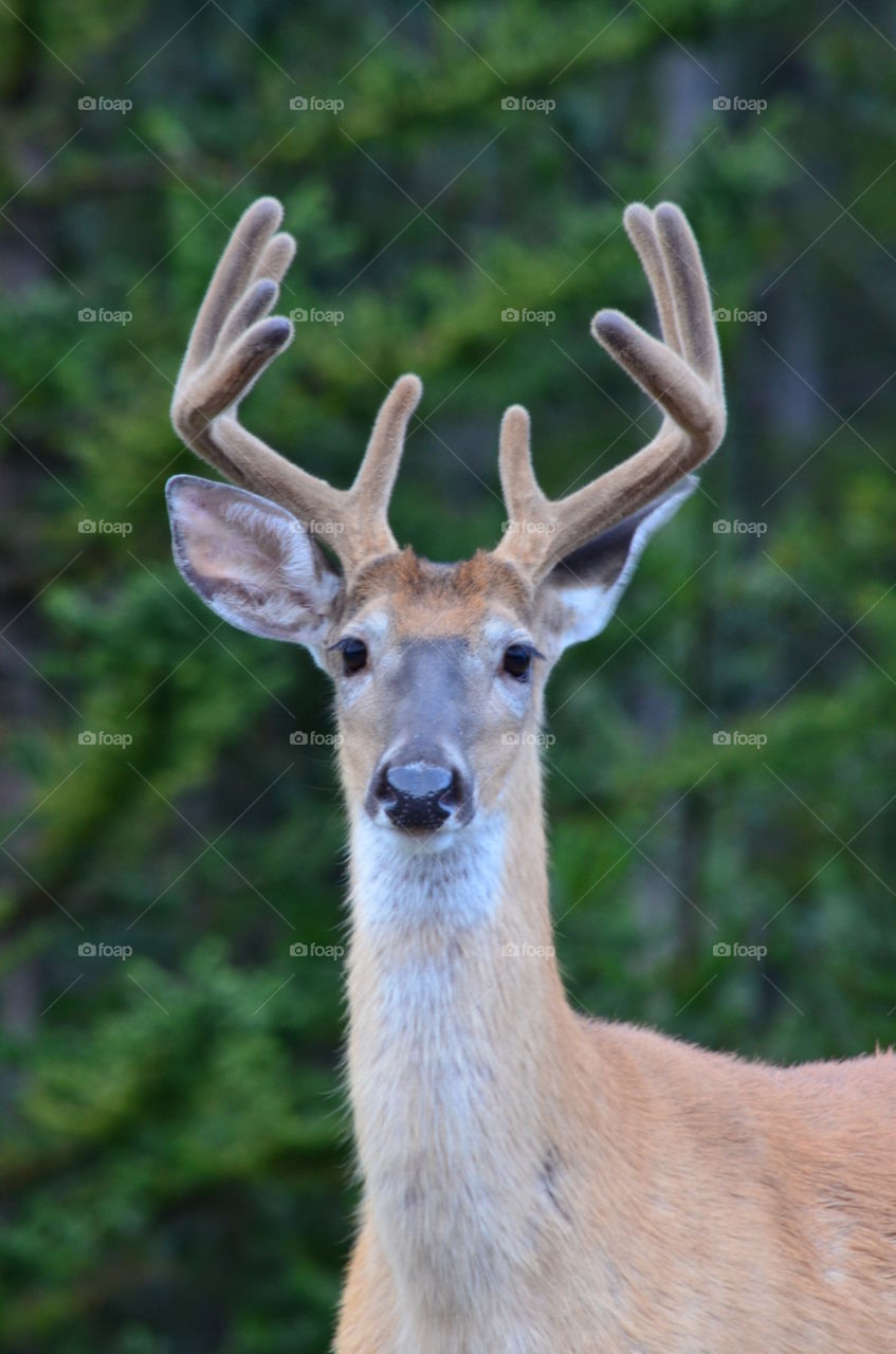 deer in Peter Lougheed Park