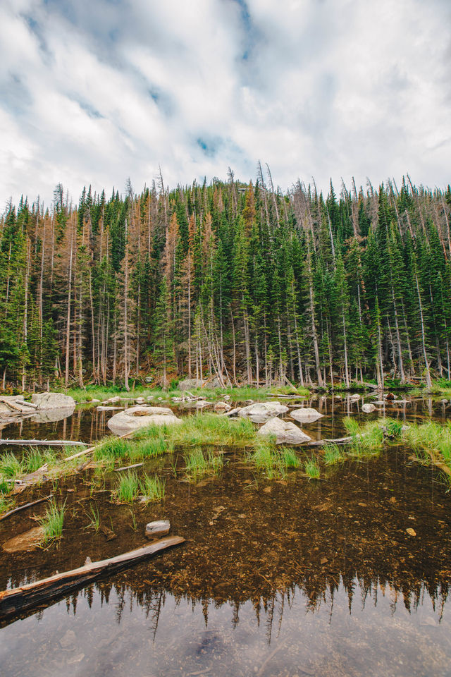 Aspen trees in Rocky Mountain National park 