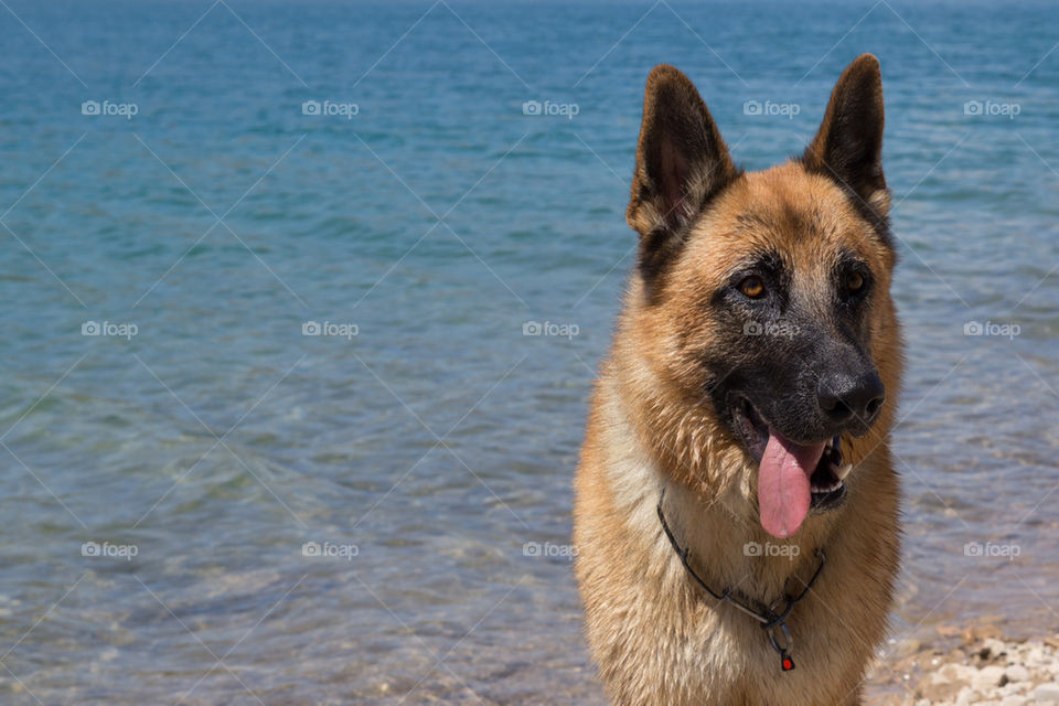 German Shepherd