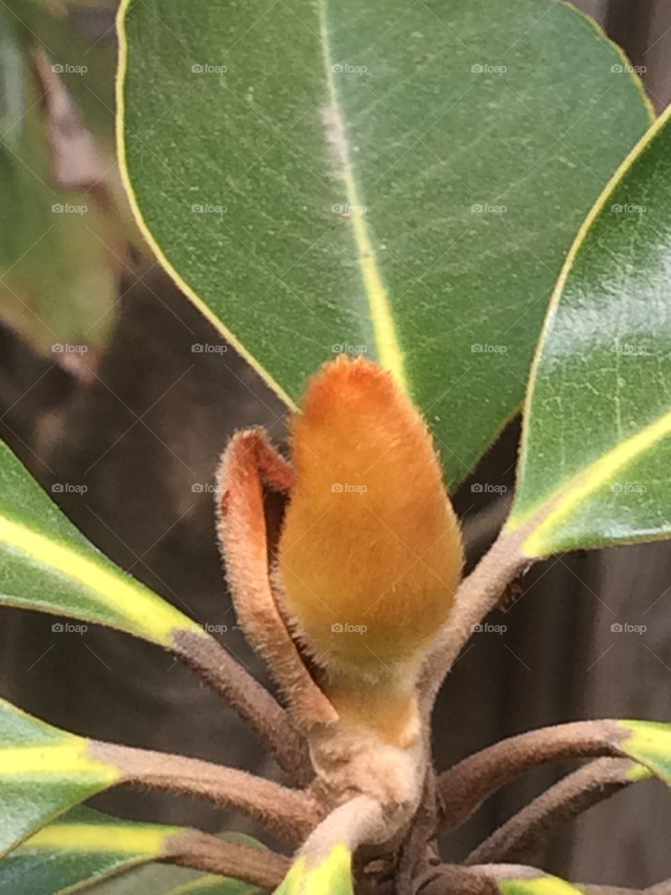 Southern Magnolia bud