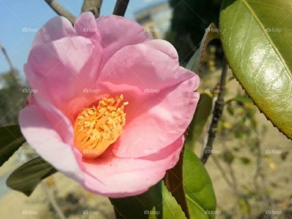 绽放纯洁自由ازهر حرية نقيةMekar kebebasan murni/Kebebasan murni mekar