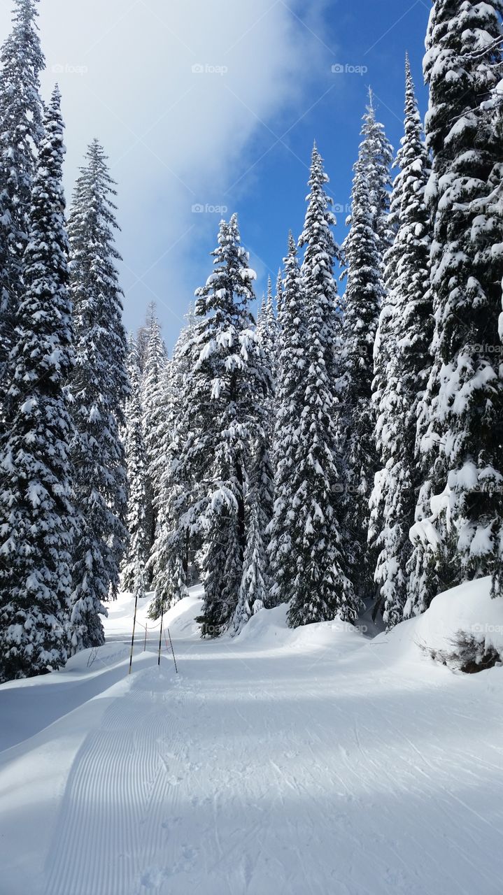 low angle view of pine tree during winter