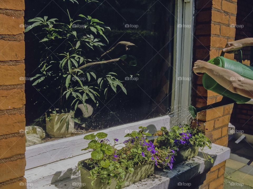 Window box . Watering plants 