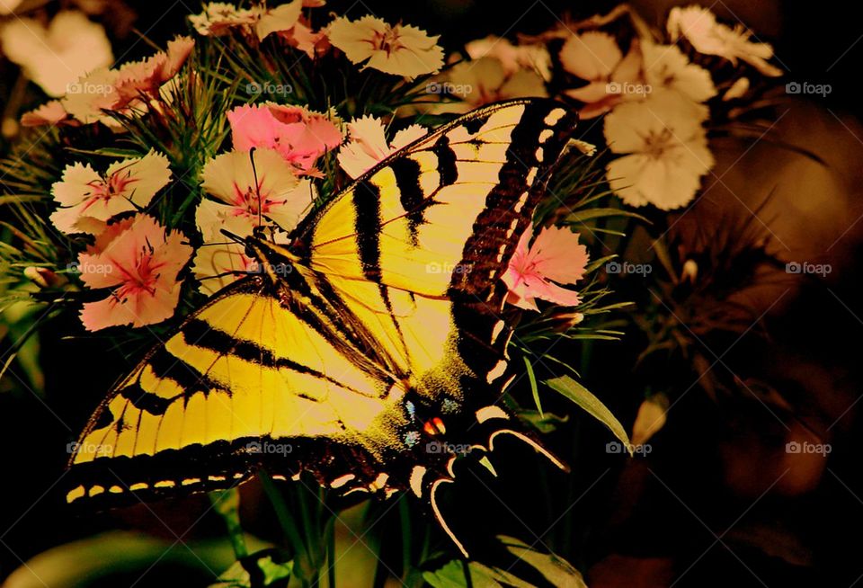 Butterfly yellow swallow tail