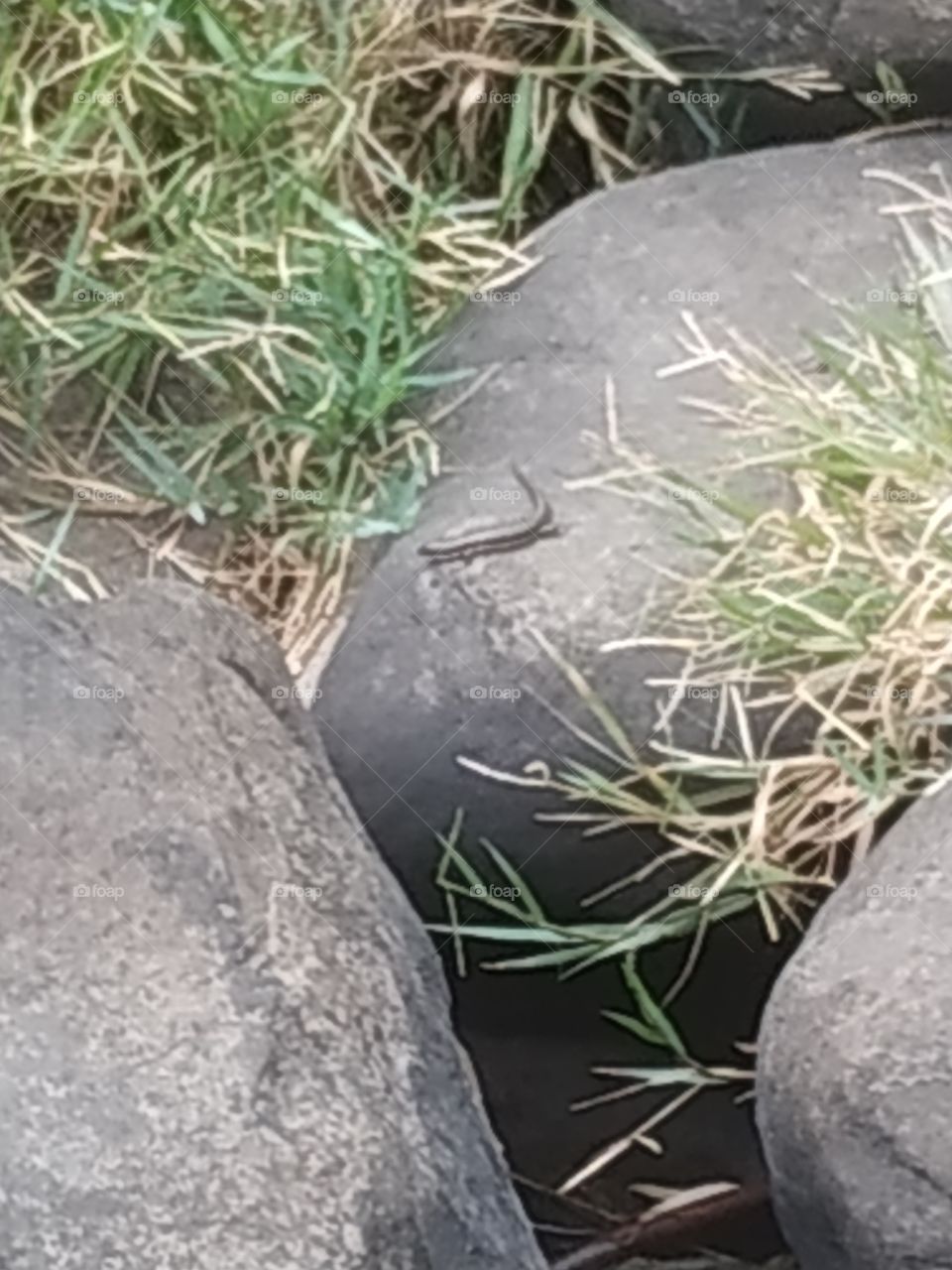 A lonely lizard on stone