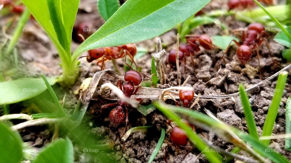 Big Red Ants Working in the New Growth of Spring