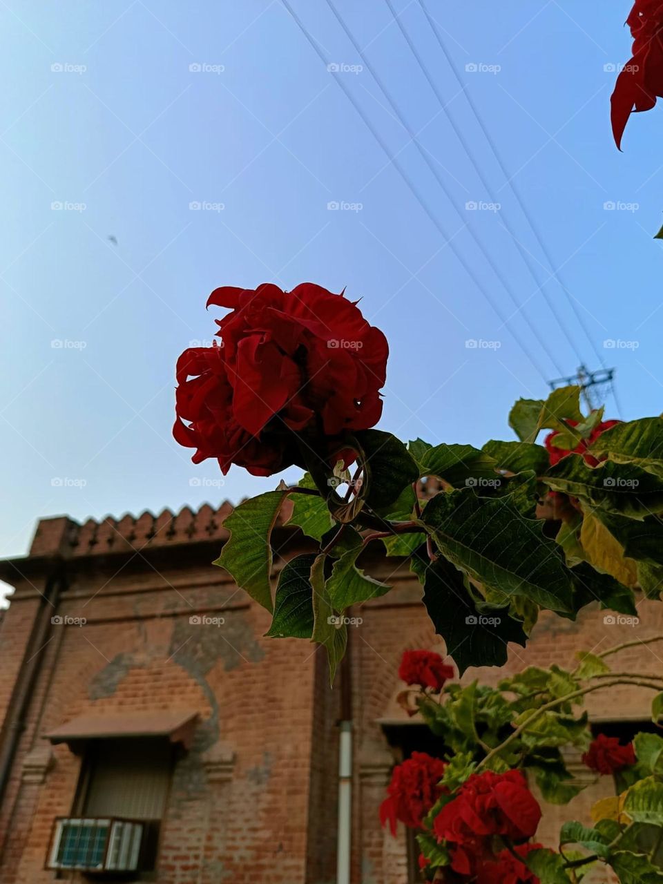 Wow, those red roses look stunning against the brick building backdrop! 🌹 It's like nature showing off its vibrant colours in the city.