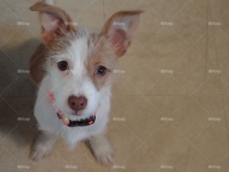 Cutie Pie. terrier patiently  waiting