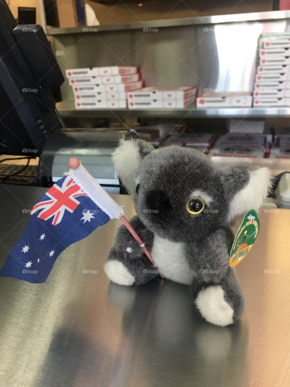 Australia 🇦🇺 koala 🐨 