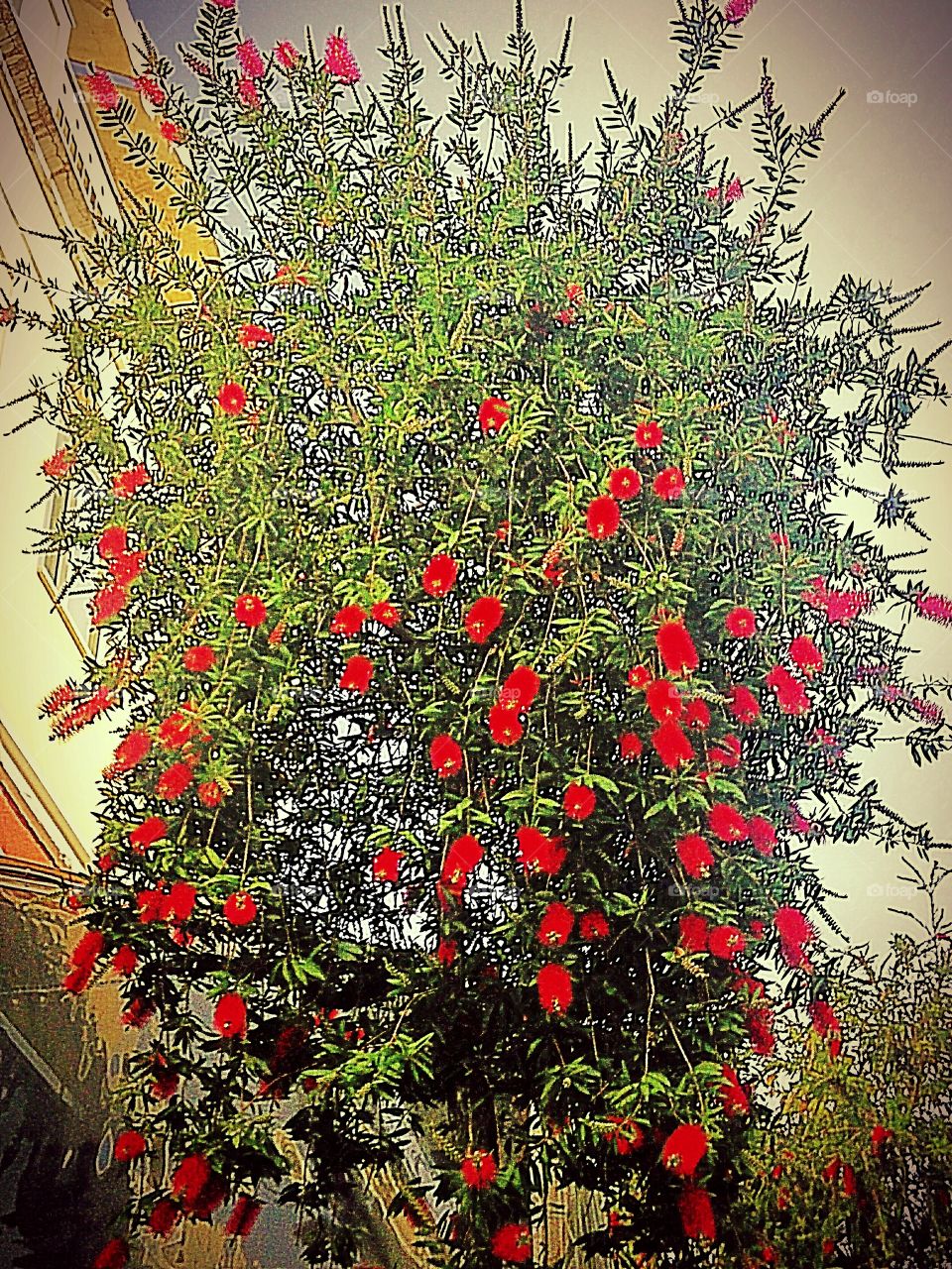 tree with red flowers