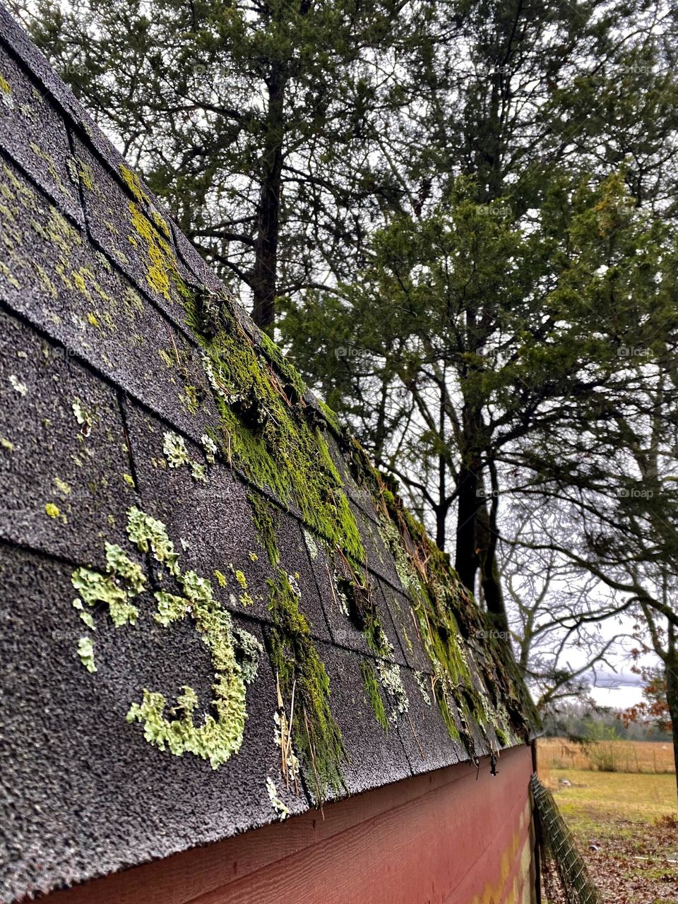 Moss growing on the roof of a barn