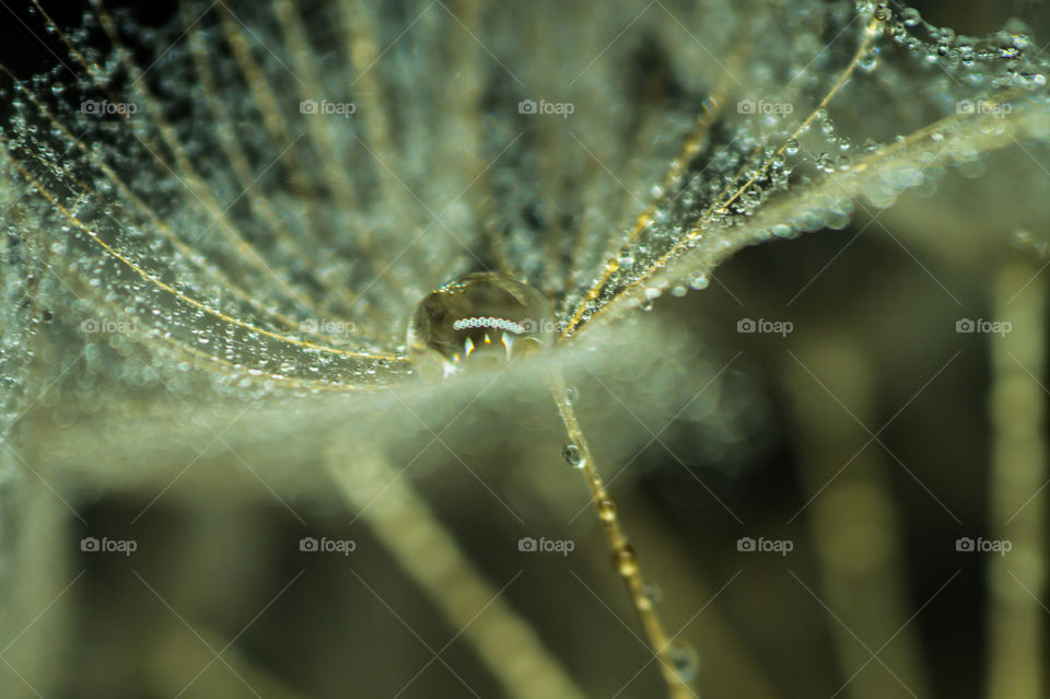 Dewdrops on a dandelion close-up
