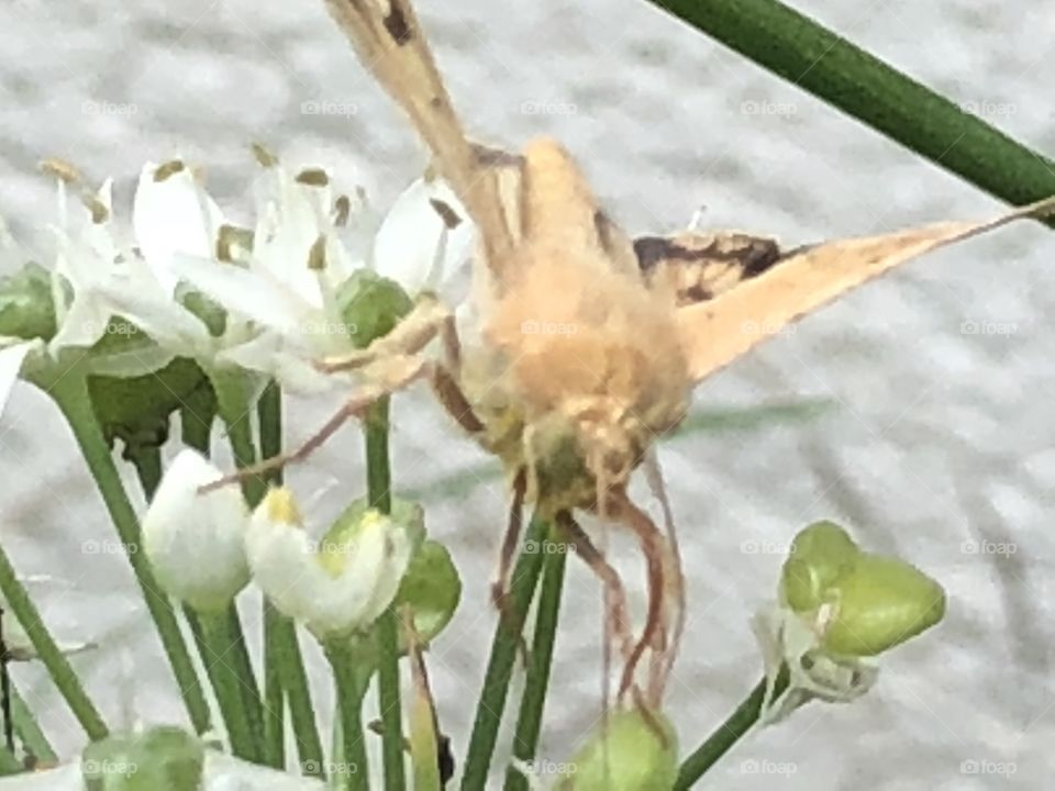 Interesting moth on bloom