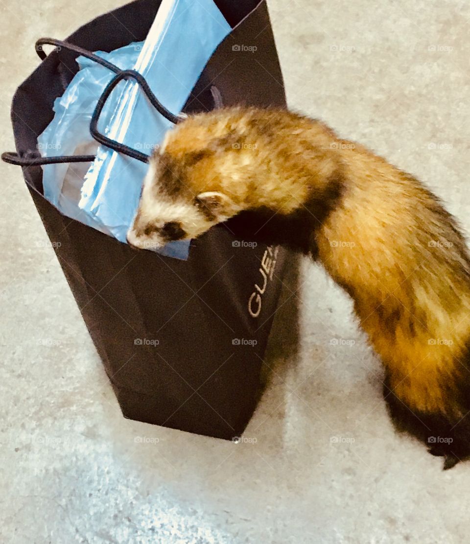 Curious ferret