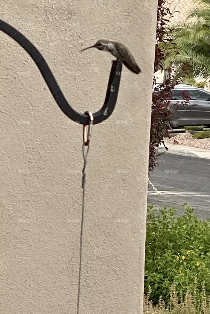 Hummingbird 