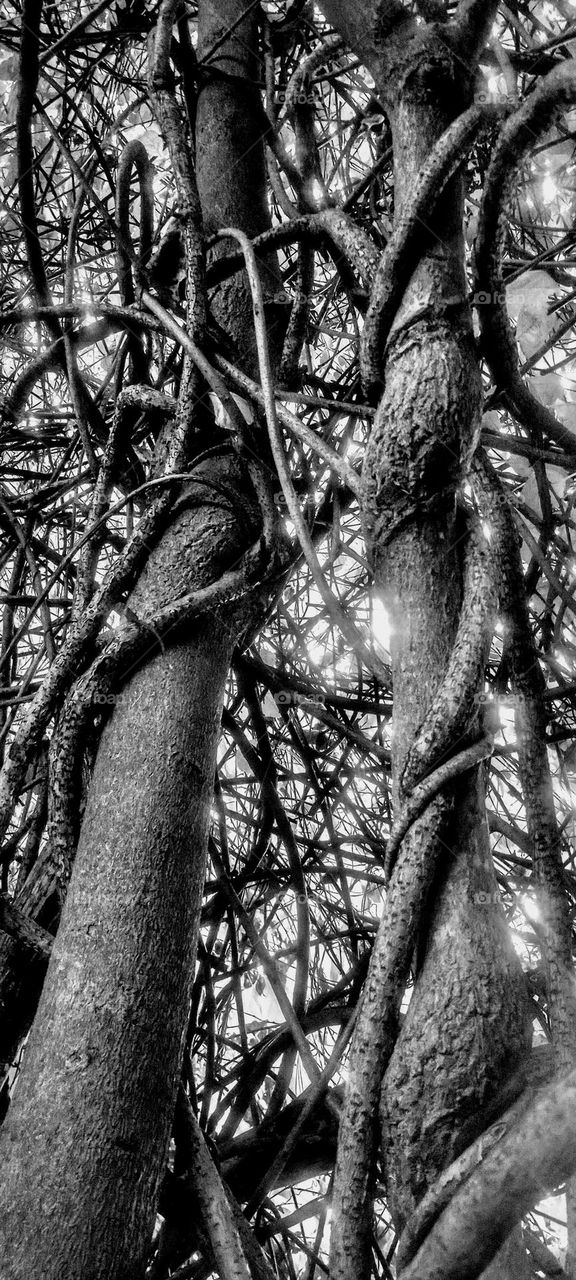 B&W Tree Trunks with Vines