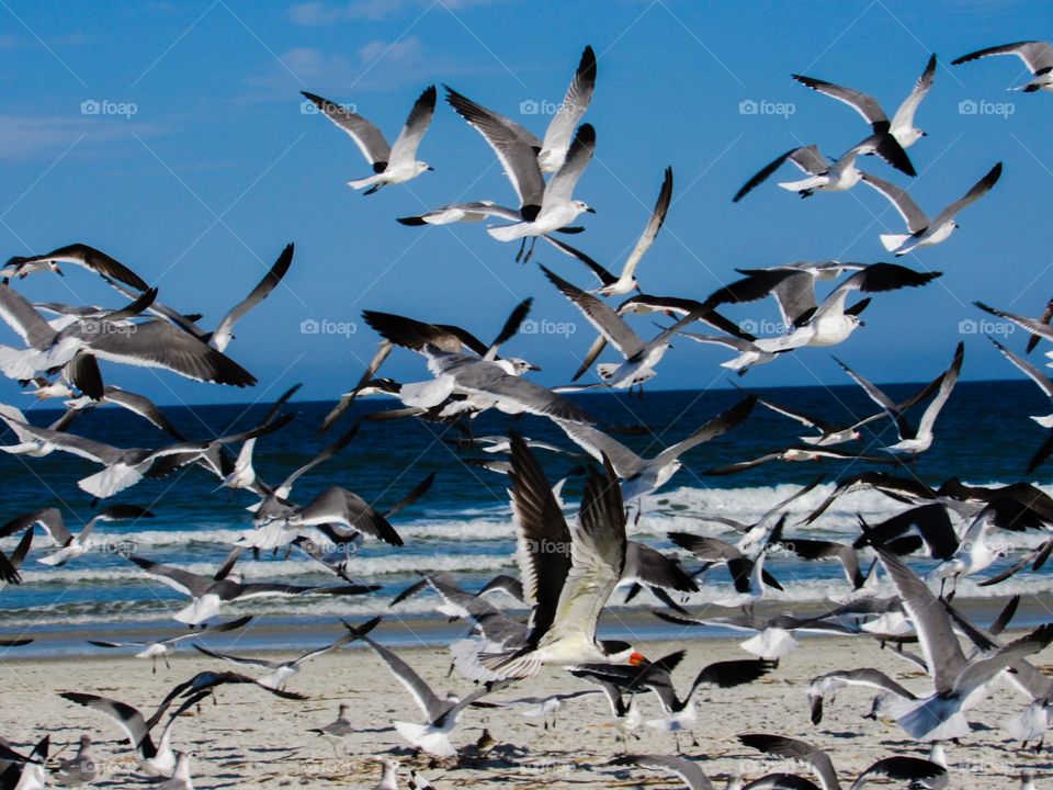Flock of seagulls  taking flight at the beach