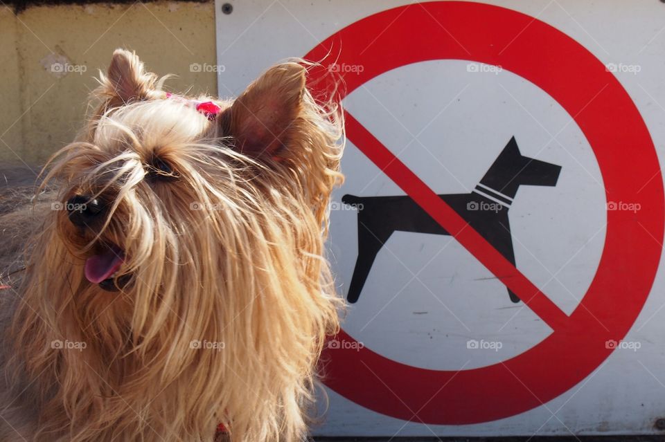 Dog and Dog prohibited sign
