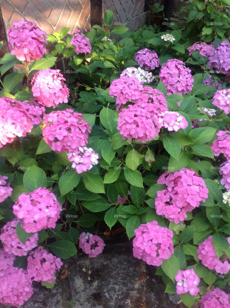 Pink Hydrangeas in summer