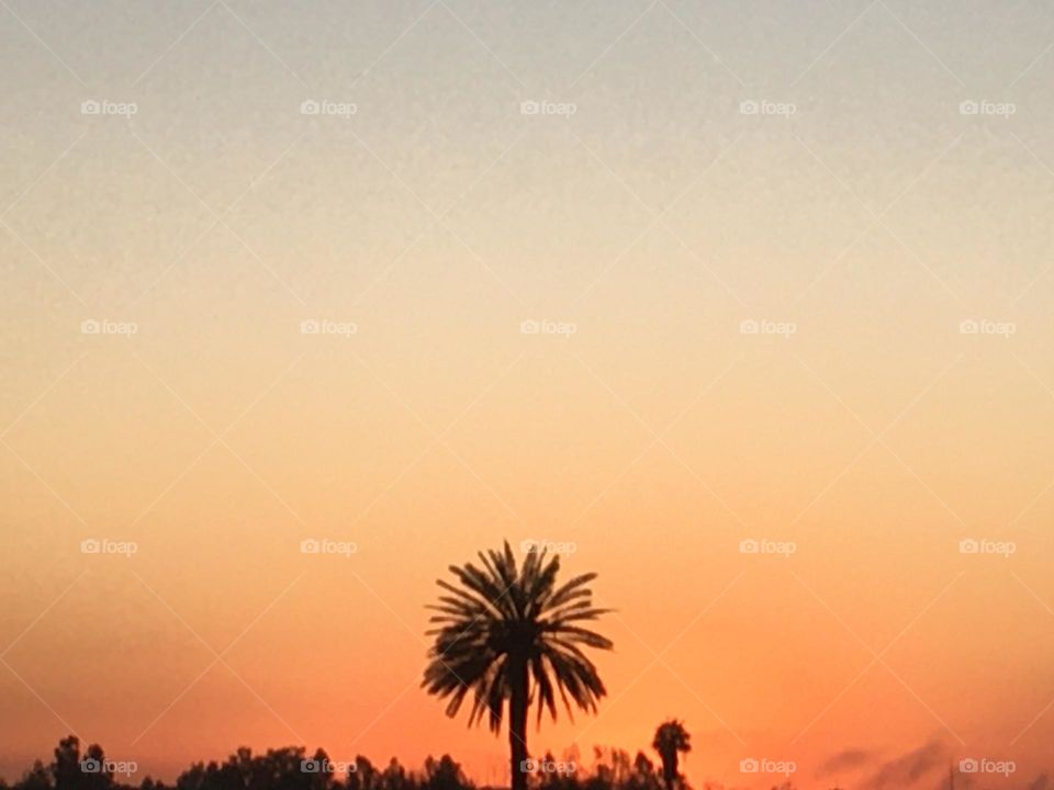 Beautiful palm tree and magic sunset