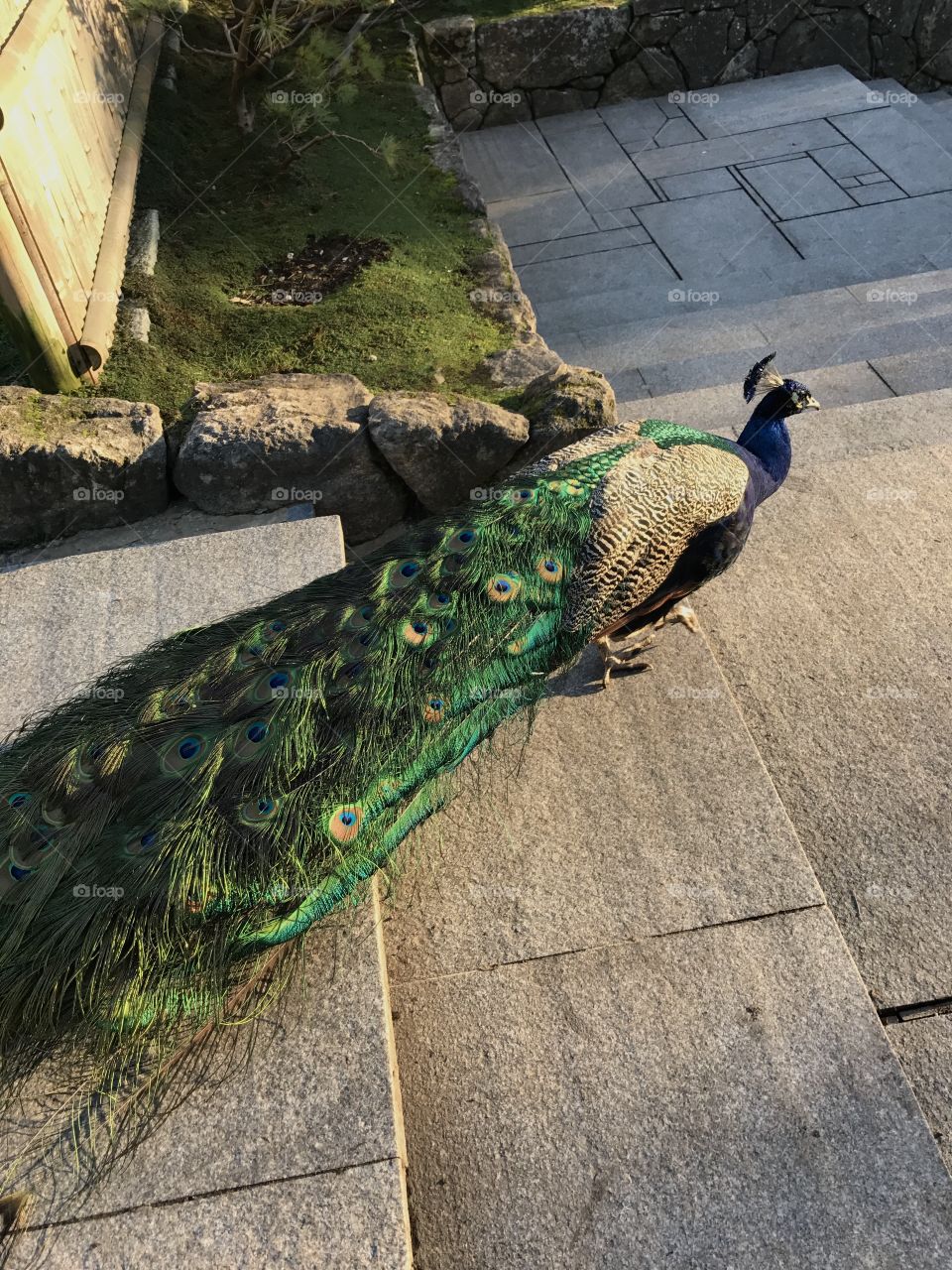 peacock
london
holland park
colourful
sunset
