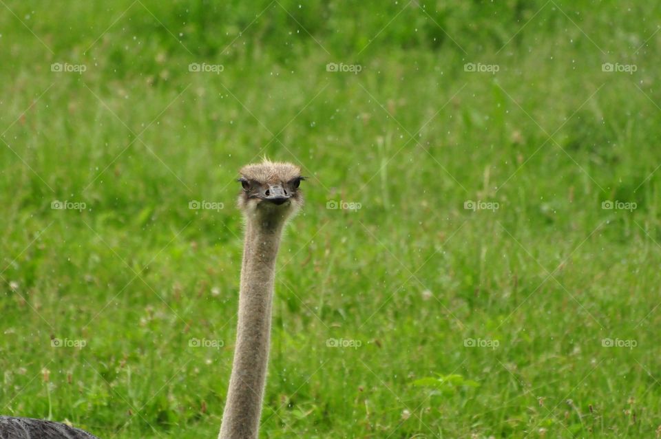 Ostrich 