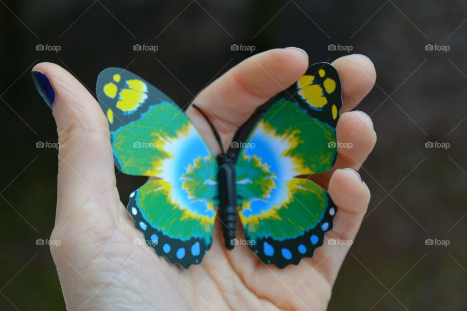 Butterfly, Nature, Outdoors, Insect, Wildlife