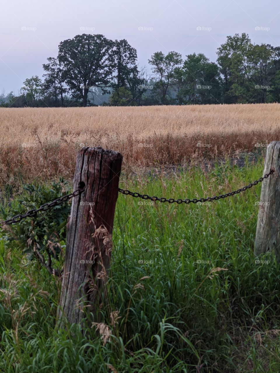 A beautiful evening by the wheat field