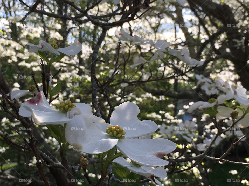 Dogwood perspective