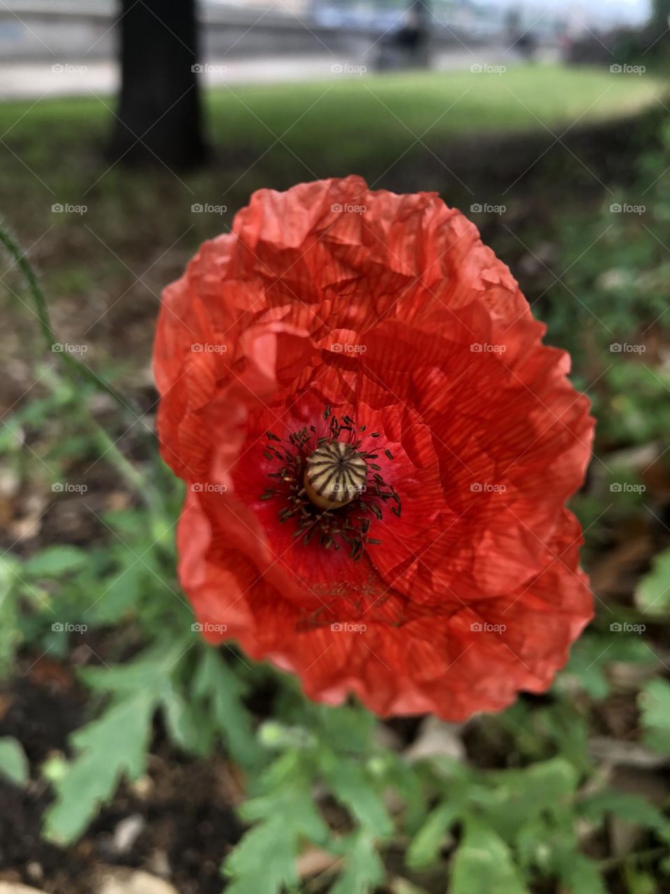 Red poppy