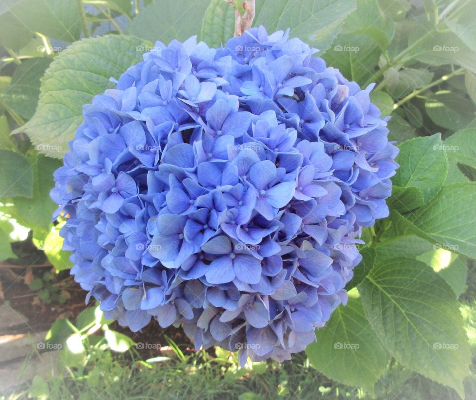 bright blue hydrangea
