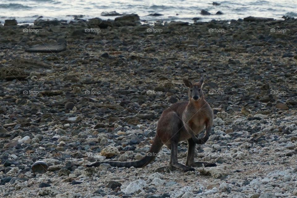 Beach Kangaroo 