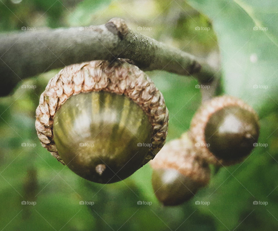 One of the first signs of Autumn. Acorns on the branch of an Oak tree.