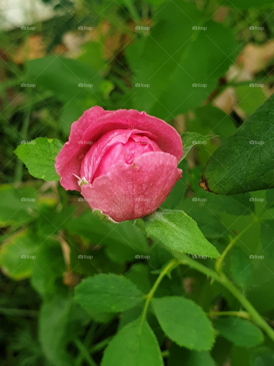 rose in the garden