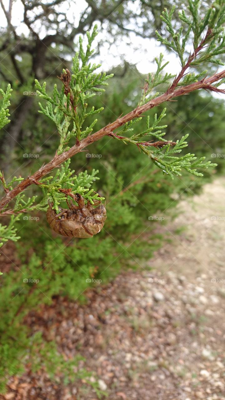 Nature, Leaf, Flora, Tree, Closeup