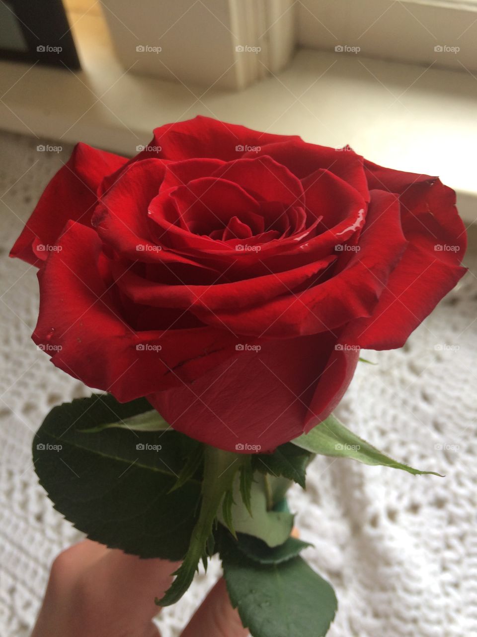 Gorgeous red rose 